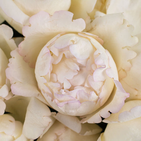 Ivory Garden Rose Flower Up Close