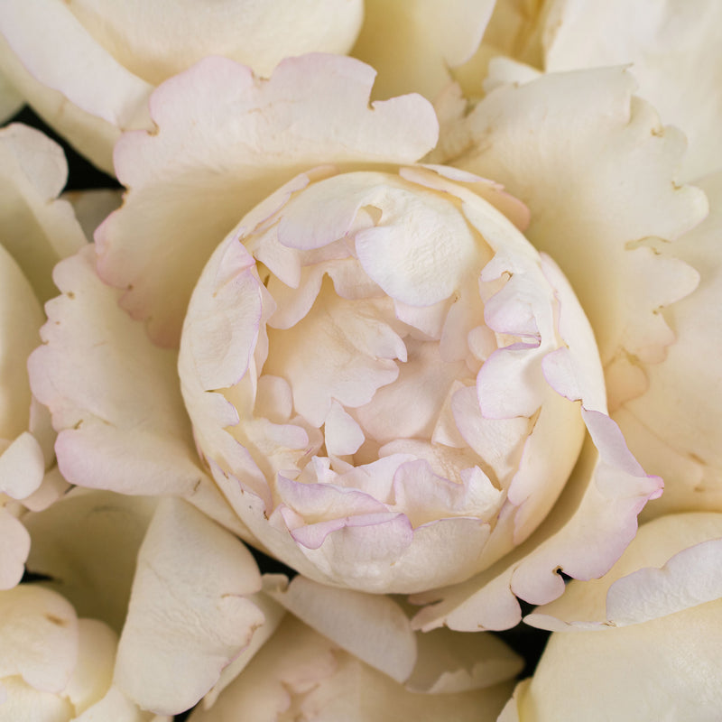 Ivory Garden Rose Flower Up Close