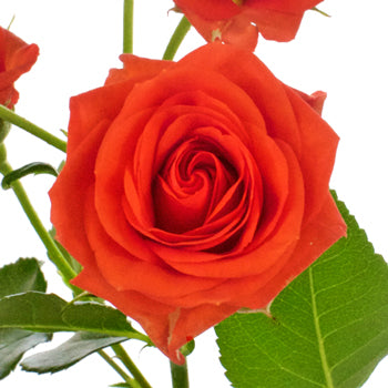 Jazzabell Dark Orange Wholesale Rose Bunch in a hand