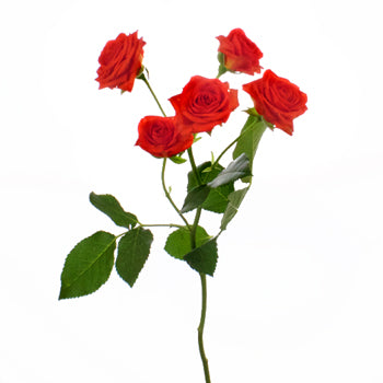 Jazzabell Dark Orange Rose Stem