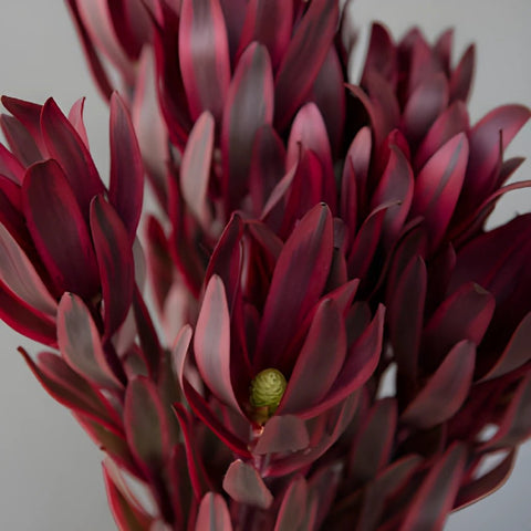 Jester Leucadendron