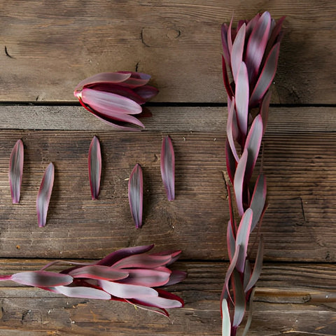 Jester Leucadendron