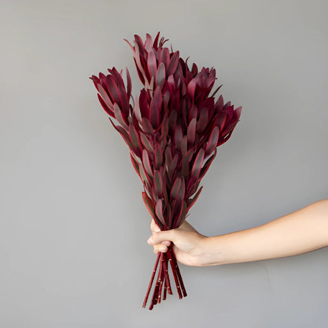 Jester Leucadendron