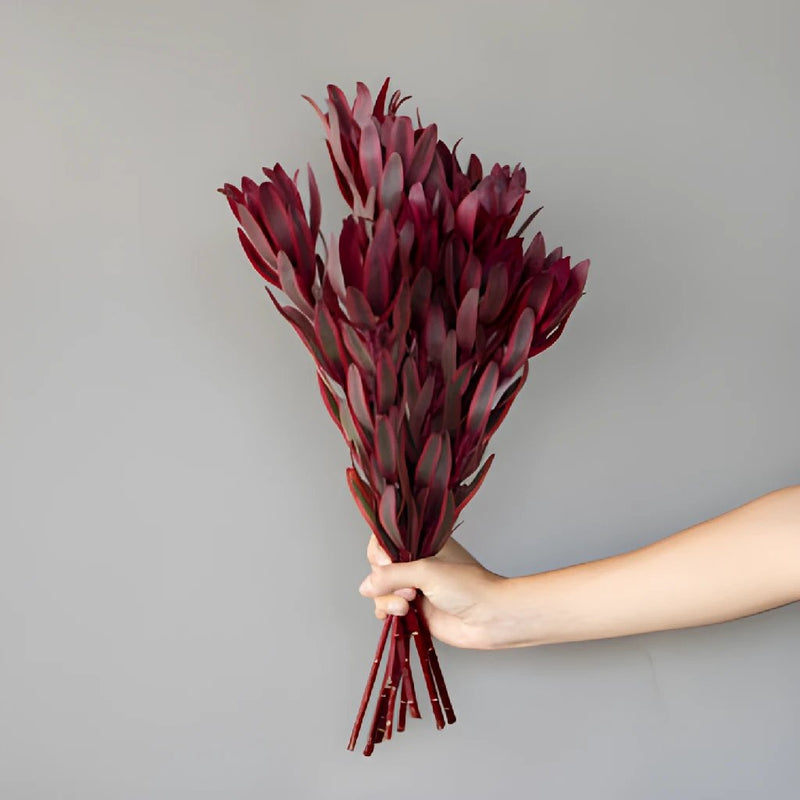 Jester Leucadendron