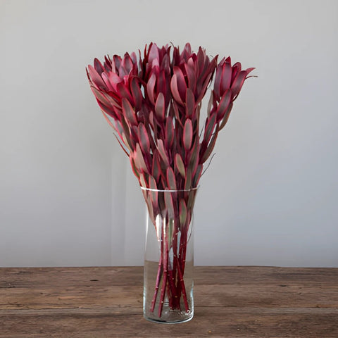 Jester Leucadendron