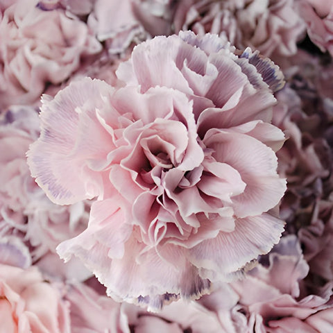 Killua Pink and Lavender Carnation Flowers Up Close