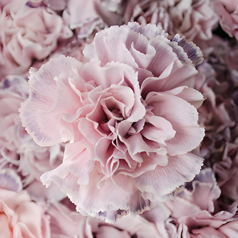 Killua Pink and Lavender Carnation Flowers Up Close