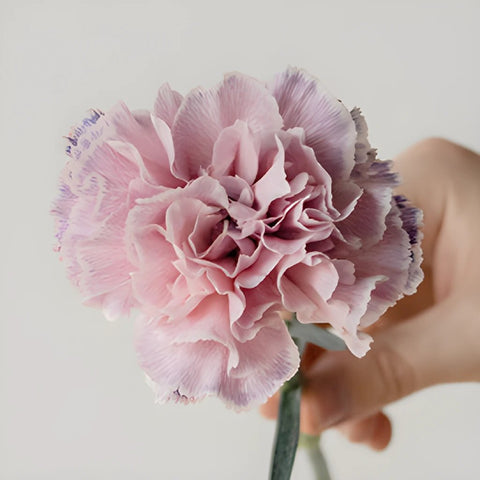 Killua Pink and Lavender Carnations side stem