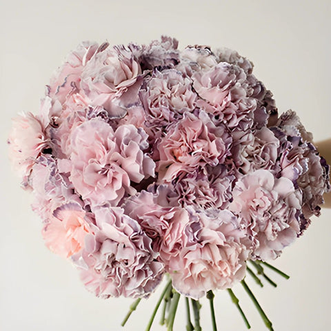 Killua Pink and Lavender Carnation Flower In a hand