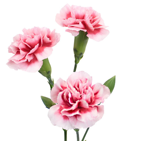 Knock Out Mini Carnation Stem