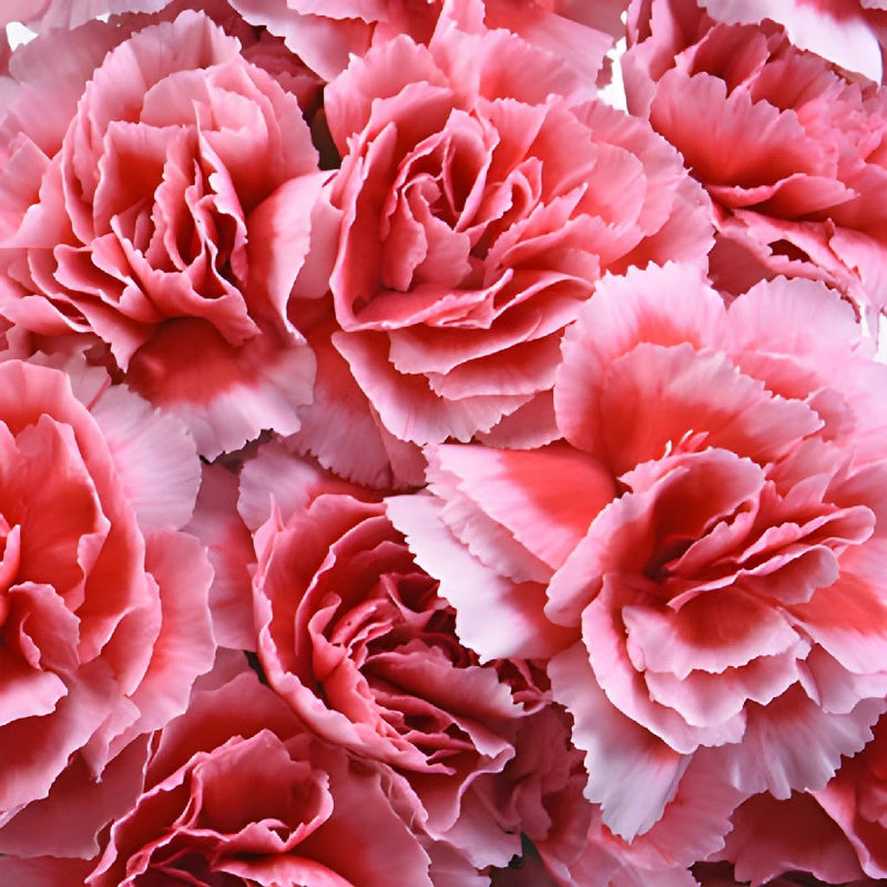 Knock Out Mini Wholesale Carnations Up close