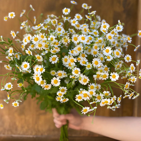 Feverfew Daisy Wholesale Cut Flower