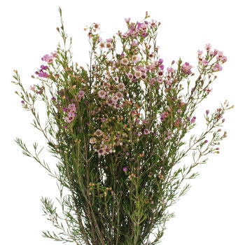 Lavender Hues Bulk Wax Flower May 16th to November 30th Delivery