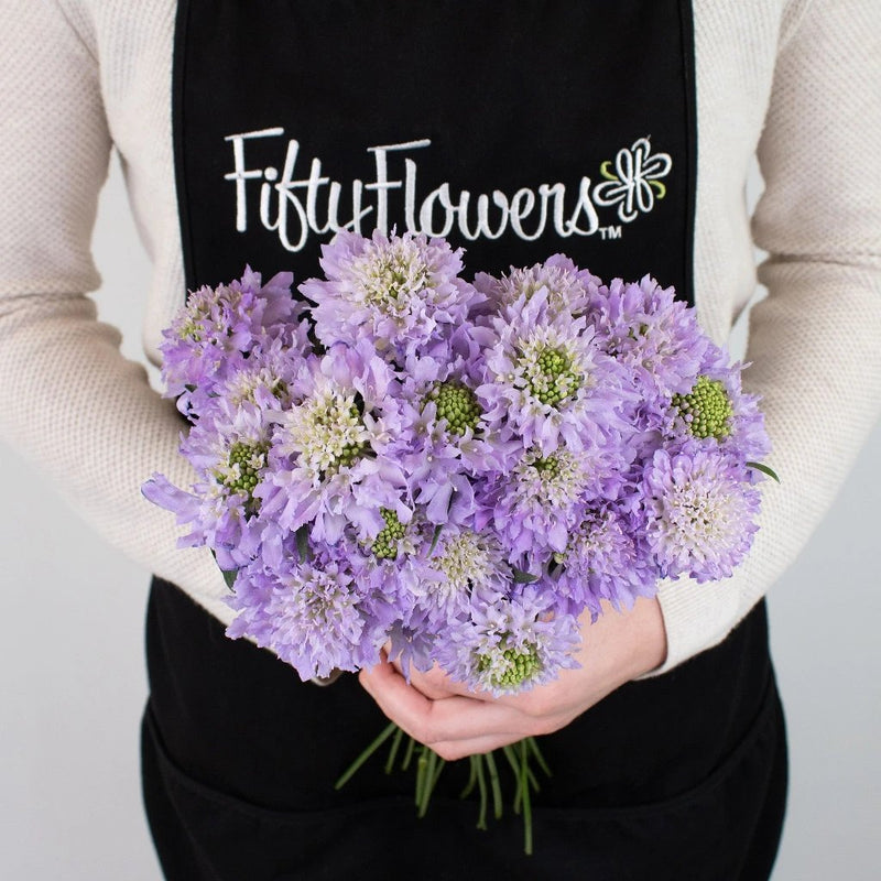Lavender Scabiosa Flower Bunch in Hand