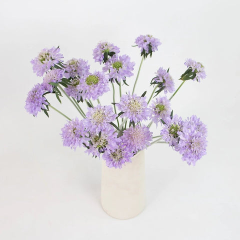 Lavender Scabiosa Flower Bunch in Vase