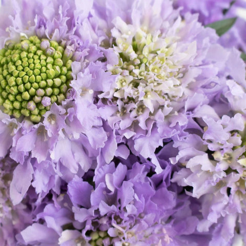 Lavender Scabiosa Flower Up Close