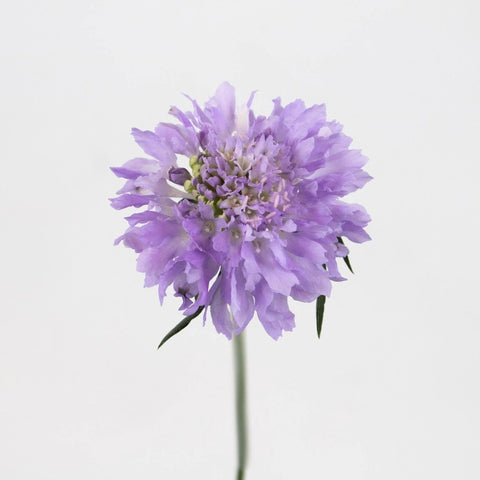 Lavender Scabiosa Flower Stem