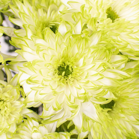Light Green Cushion Flowers Up Close