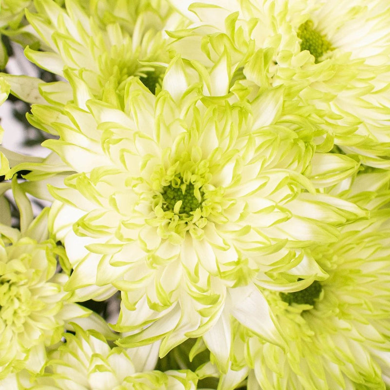 Light Green Cushion Flowers Up Close