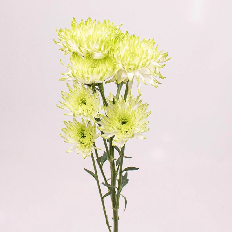 Light Green Cushion Flowers Single Stem