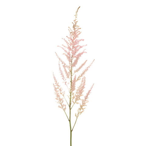 Pink Astilbe Flower May to October