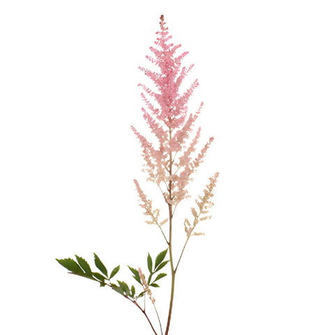 Pink Astilbe Flower May to October