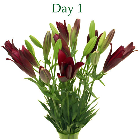 Cranberry Dust Hybrid Lily