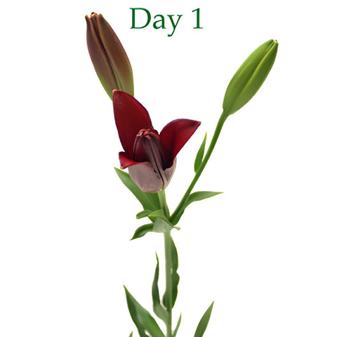 Cranberry Dust Hybrid Lily