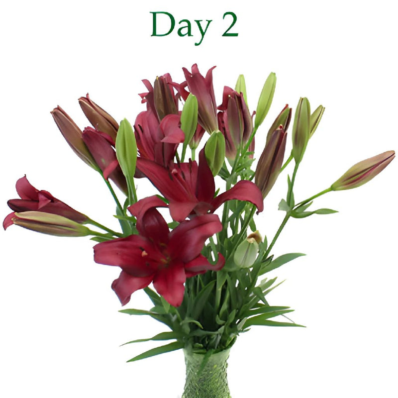 Cranberry Dust Hybrid Lily