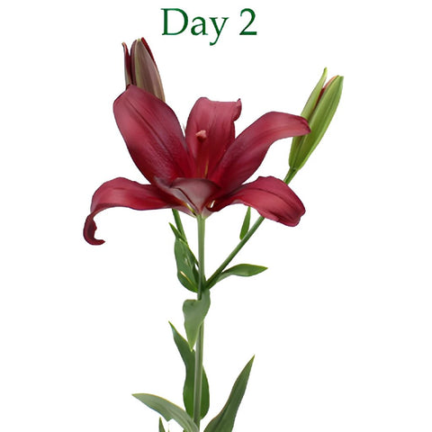 Cranberry Dust Hybrid Lily