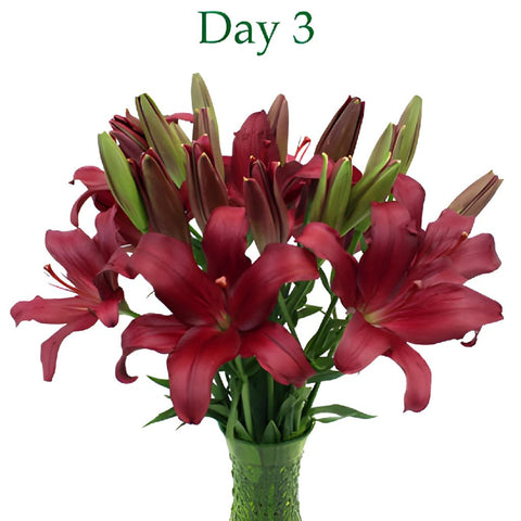 Cranberry Dust Hybrid Lily
