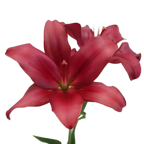 Cranberry Dust Hybrid Lily