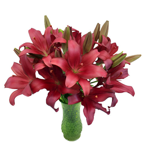Cranberry Dust Hybrid Lily