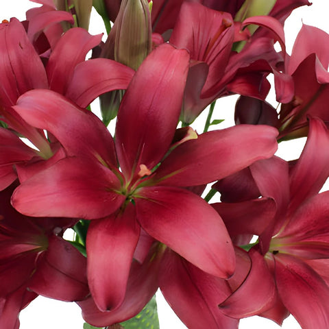 Cranberry Dust Hybrid Lily