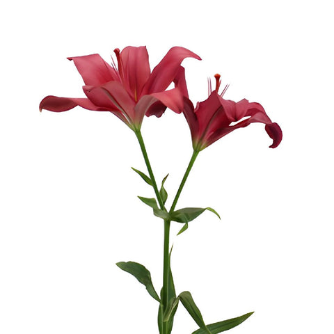 Cranberry Dust Hybrid Lily