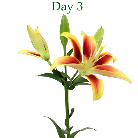 Kaveri LA Hybrid Lilies