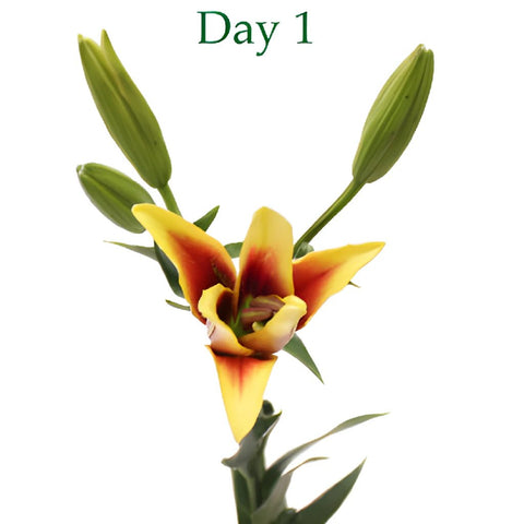 Kaveri LA Hybrid Lilies