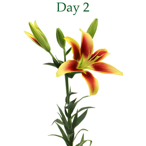 Kaveri LA Hybrid Lilies