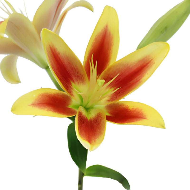 Kaveri LA Hybrid Lilies