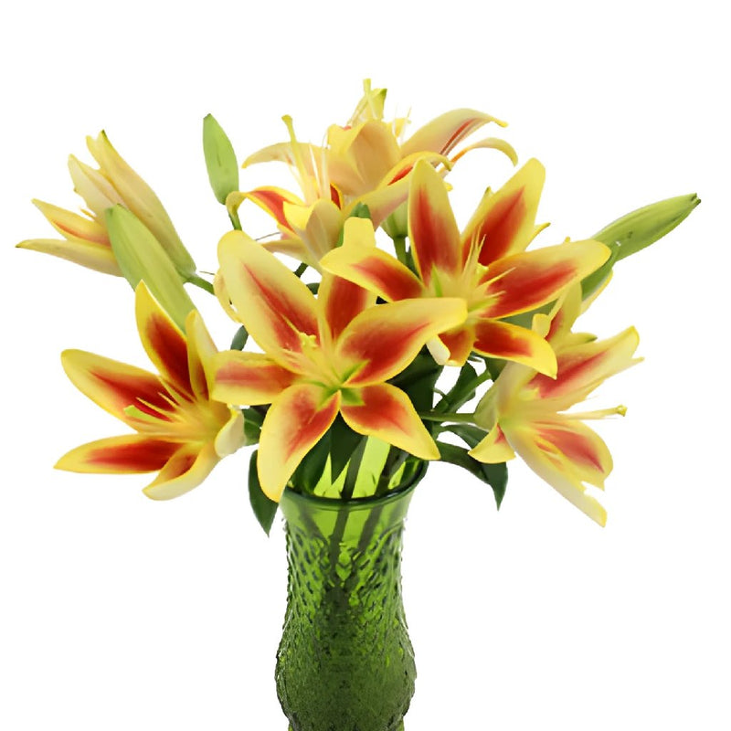 Kaveri LA Hybrid Lilies