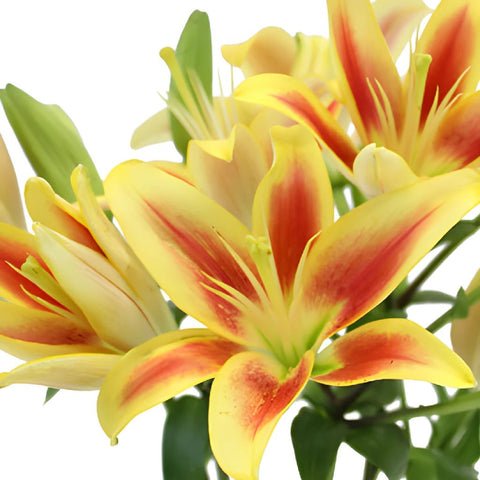 Kaveri LA Hybrid Lilies