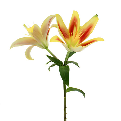 Kaveri LA Hybrid Lilies