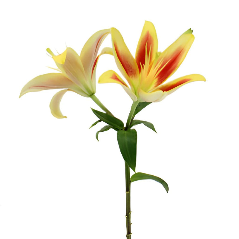 Kaveri LA Hybrid Lilies