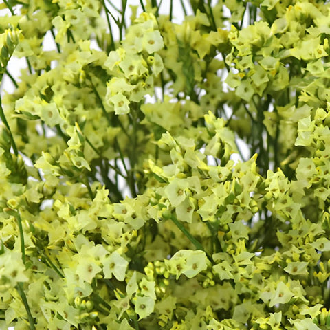 Yellow Limonium Flower