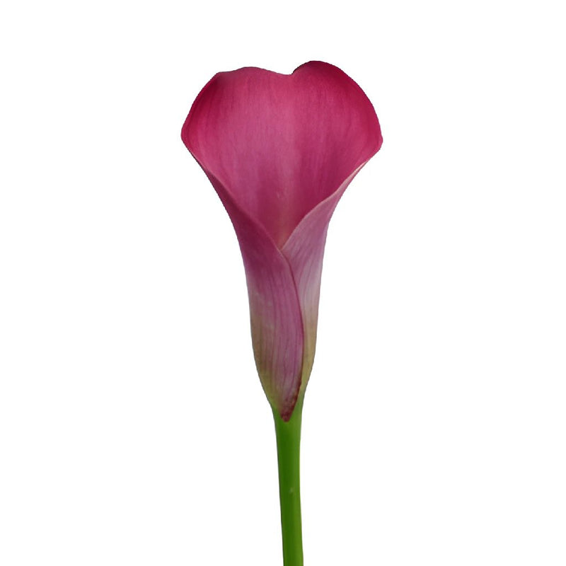 Dark Pink Calla Lily Flower