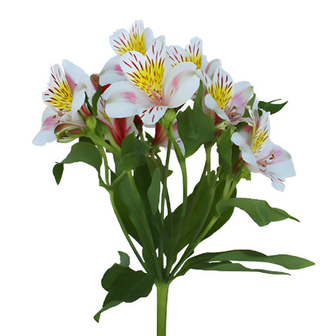 Look at that Alstroemeria Flower Stem View