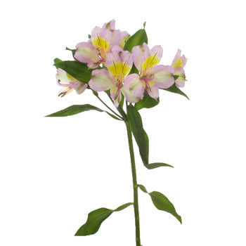Lovely Lilac Peruvian Lily Alstromeria Flower Stem View