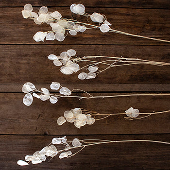 Dried lunaria buy wholesale flowers online
