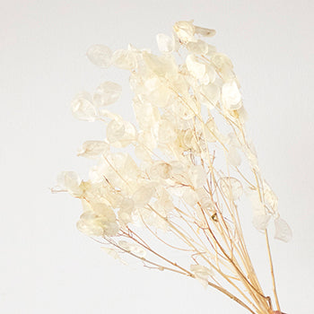 Dried lunaria DIY wedding flowers