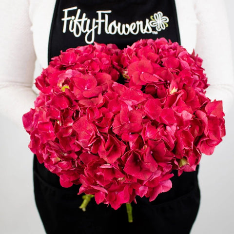 Magenta Hydrangeas Flower Bunch in Hand